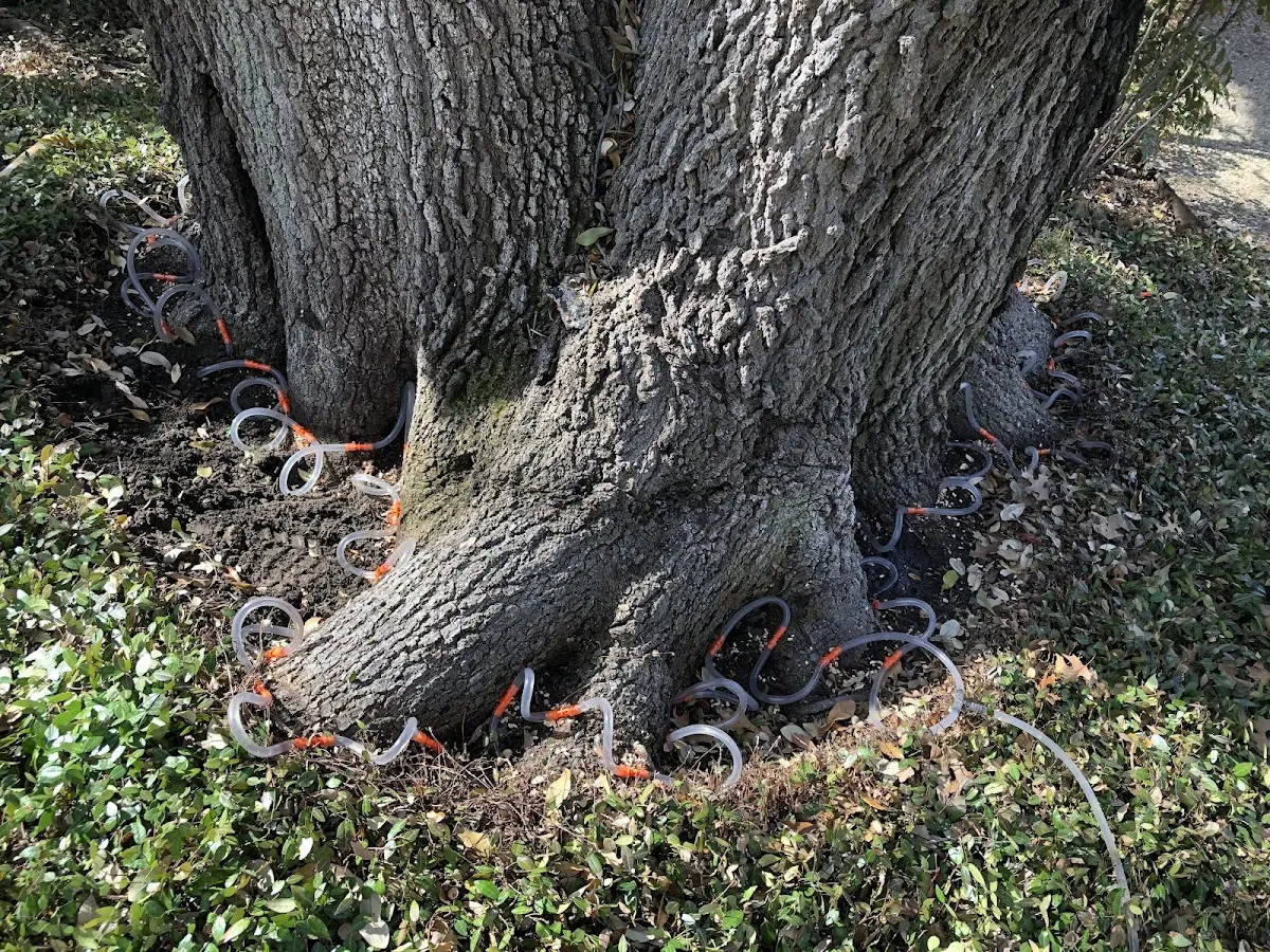 Detailed Shrub and Hedge Trimming job site in Temple